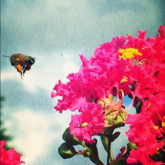 Meet your Posher, Dreamsofthefox - Picture 4 of 4